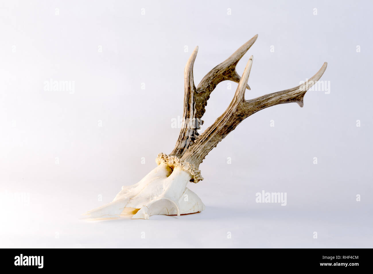 Il ROE di corna di cervo sculp Foto Stock