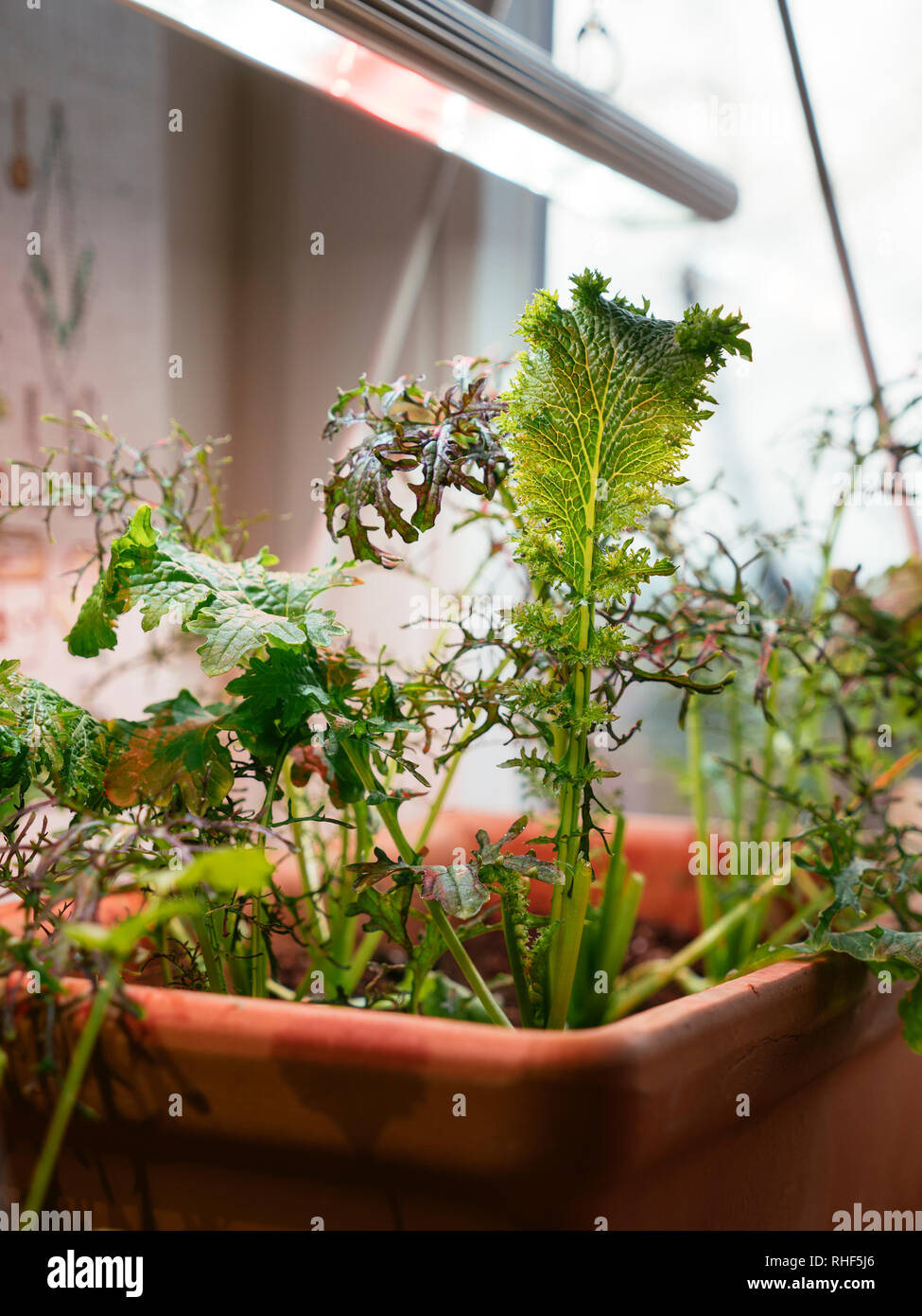 Oriental mostarde crescente in interni sotto una luce di crescere per fornire insalate fresche in inverno. Foto Stock