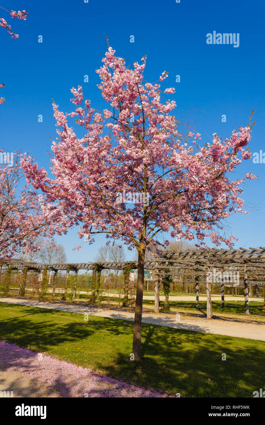 Un esplosione di fioritura di ciliegio in un parco Foto Stock