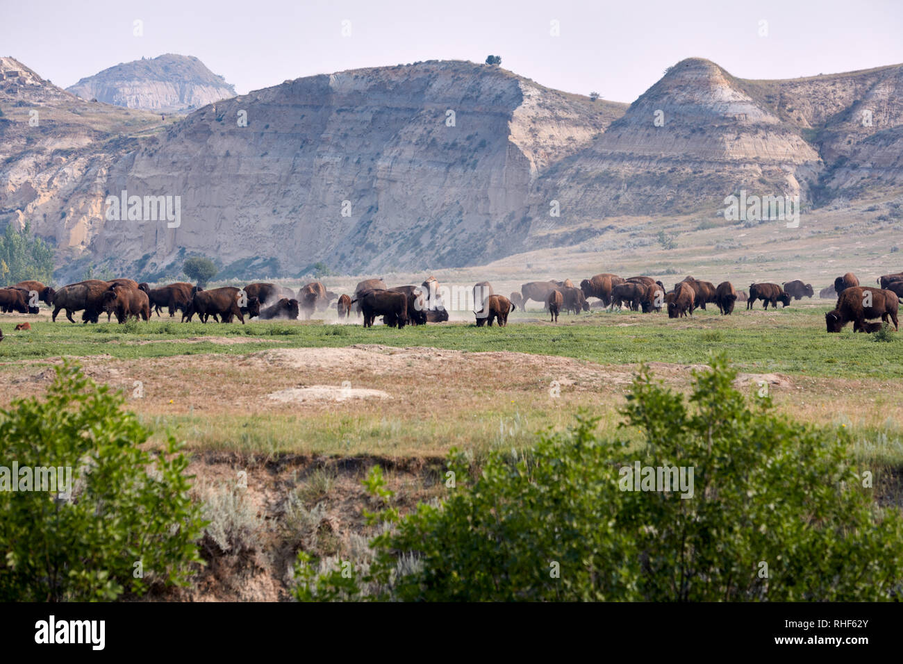 Mandria di bufali nel Parco nazionale Theodore Roosevelt, North Dakota Foto Stock