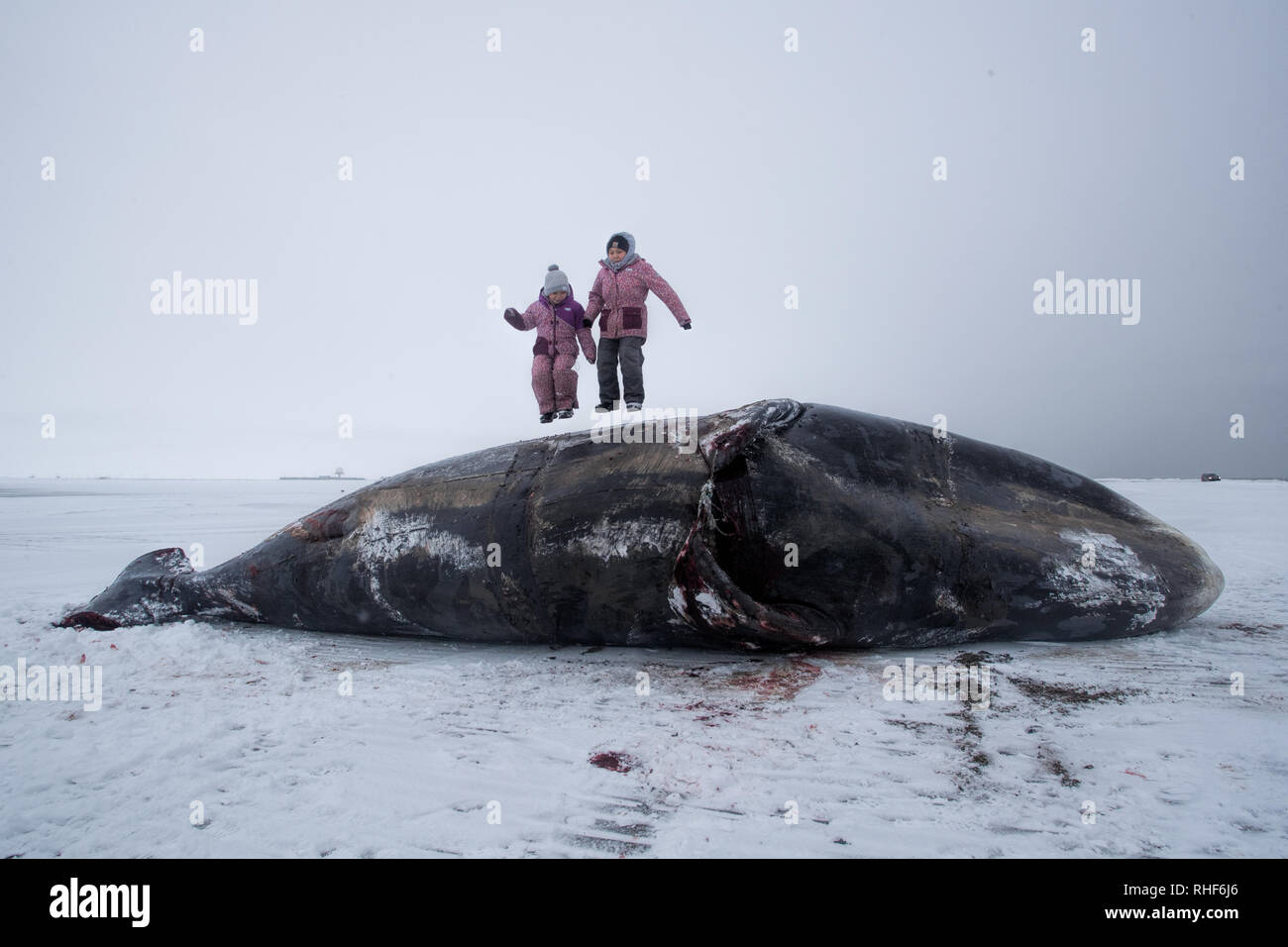 Due bambini Inupiaq saltare su un recentemente sbarcato bowhead whale Foto Stock
