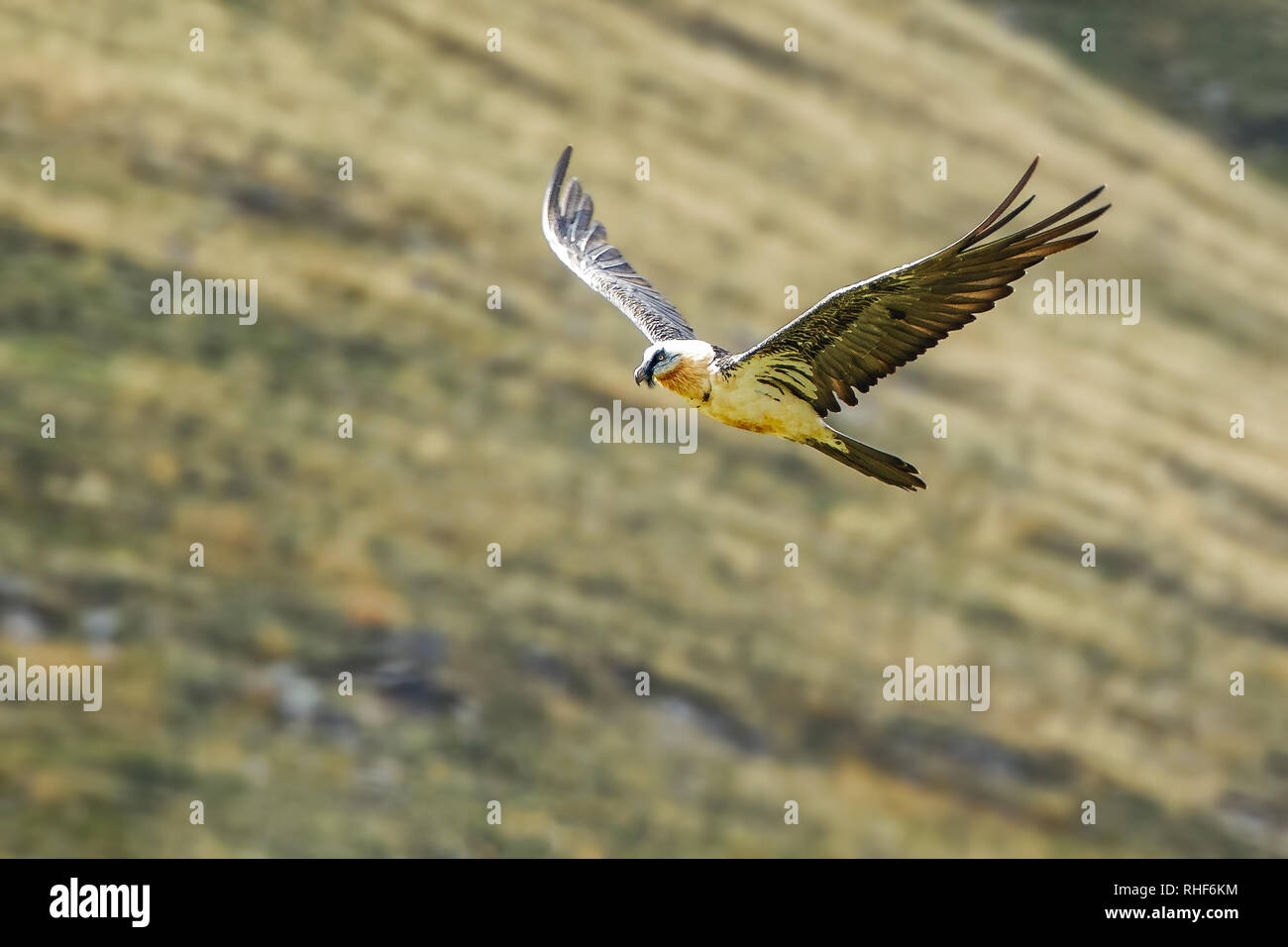 Lammergier (Gypaetus barbatus) o gipeto prende il volo in montagna dei pirenei di Spagna. Foto Stock