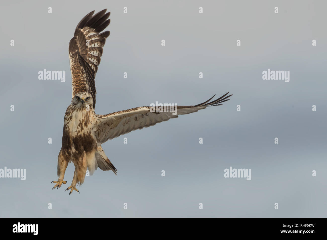Rough-zampe (hawk Buteo lagopus) Foto Stock
