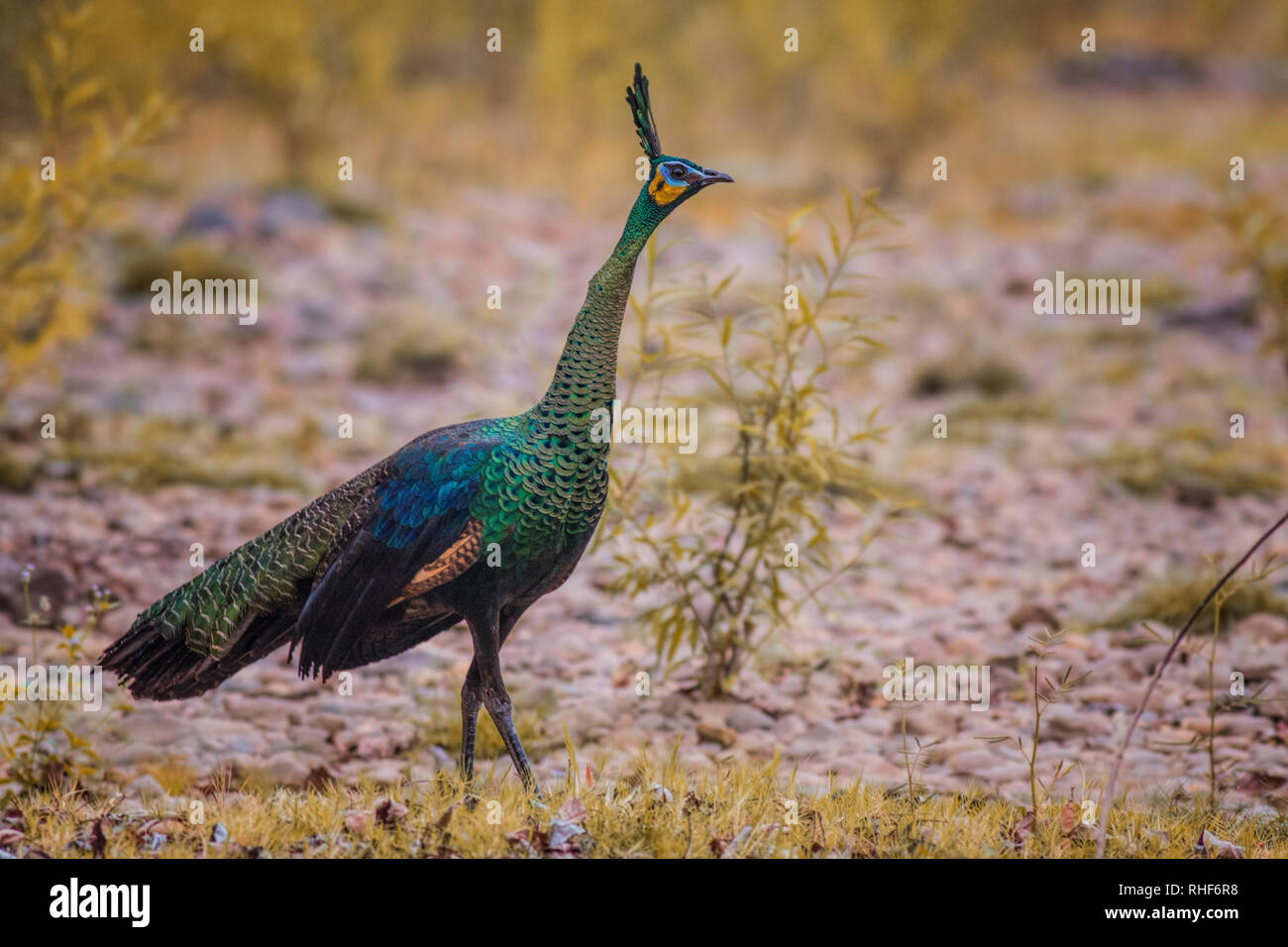 Maschio peafowl verde (Pavo muticus) Foto Stock