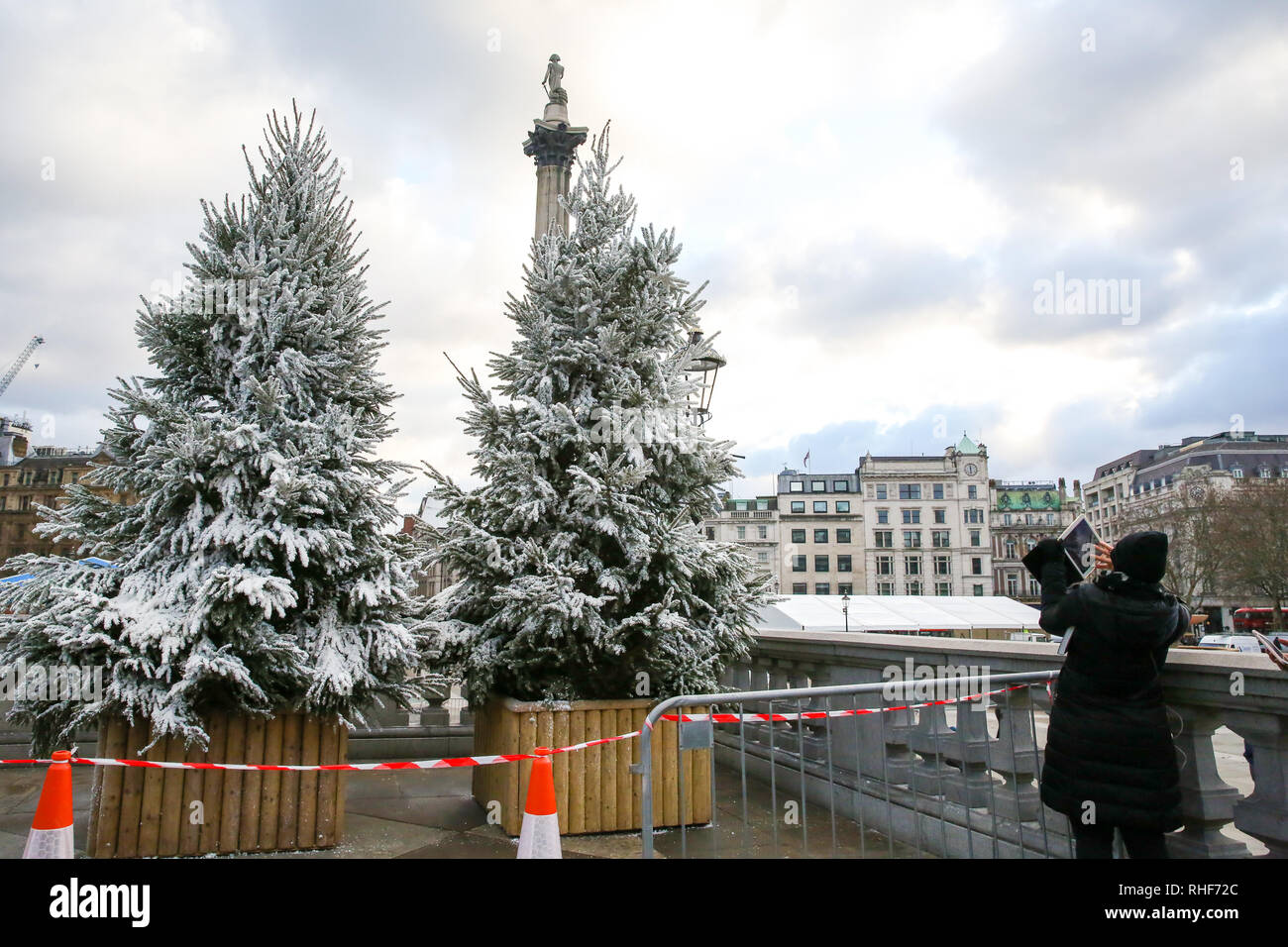Abeti a Londra in Trafalgar Square sono visto coperto di neve falsa in preparazione per il quinto Cancer Research UK London, Winter Run che avrà luogo domenica 3 febbraio. Il 10k eseguire partirà da Trafalgar Square, in cui saranno definiti i runner sul corso con una raffica di neve. Foto Stock