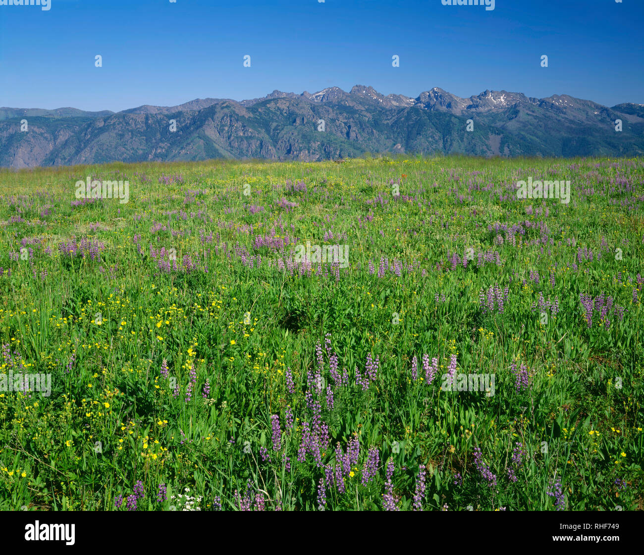 Stati Uniti d'America, Oregon, Hells Canyon National Recreation Area, fiori selvatici bloom su Oregon lato di Hells Canyon con sette demoni Montagne in Idaho in d Foto Stock