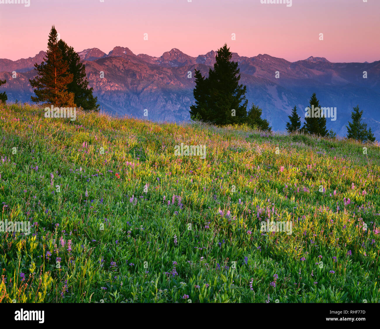 Stati Uniti d'America, Oregon, Hells Canyon National Recreation Area, Tramonto riscalda fiori selvaggi sul lato Oregon di Hells Canyon e distante sette demoni montagne Foto Stock