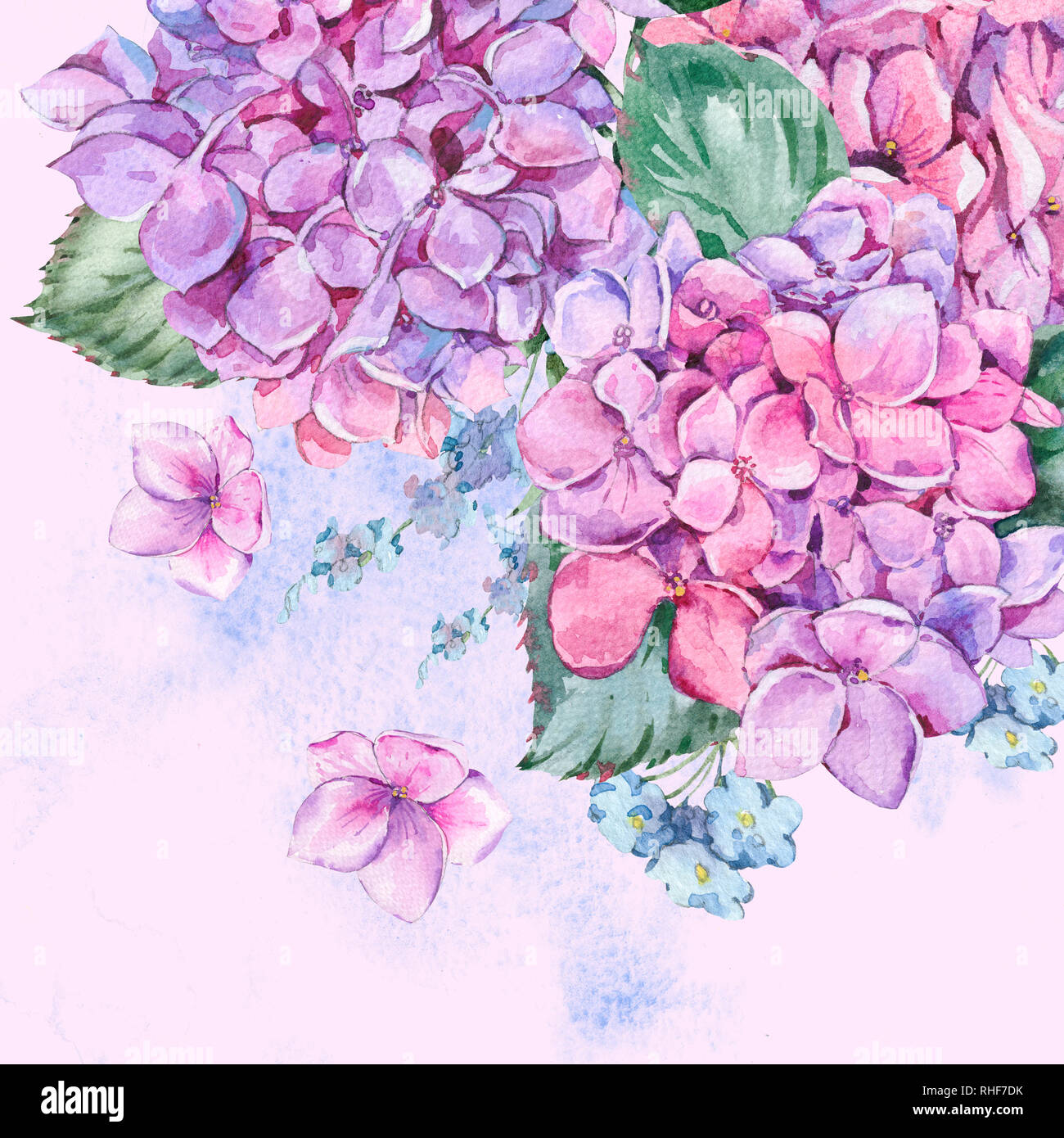 Estate Acquerello Vintage Floral biglietto di auguri con fiori che  sbocciano ortensie, acquerello botanico floreale naturale illustrazione  isolato sul retro di colore rosa Foto stock - Alamy