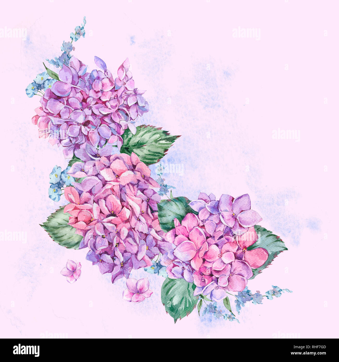 Estate Acquerello Vintage ghirlanda floreale con la fioritura di ortensie, acquerello botanico Hydrangea naturale illustrazione isolato su sfondo rosa Foto Stock