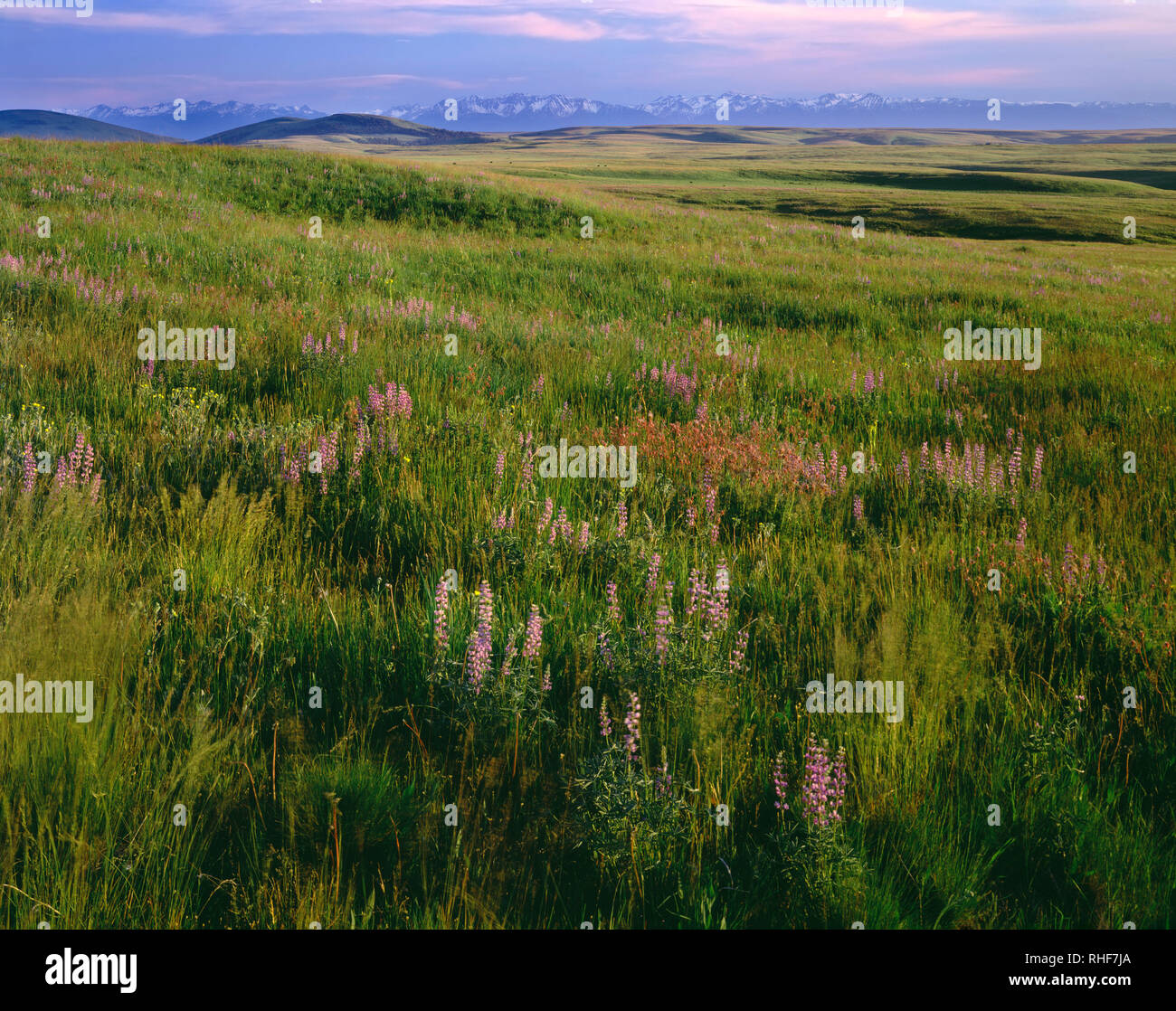 Stati Uniti d'America, Oregon, Wallowa County, Zumwalt Prairie preservare, fioriture di lupino a fianco di erbe native di prima mattina mentre Wallowa Mountains sorge nel dis Foto Stock