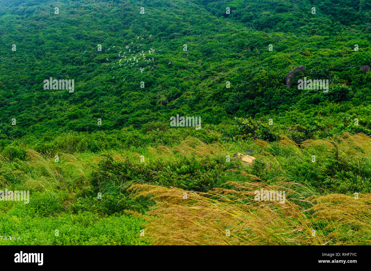 La stagione del vento in Bai Nhat, con Lon, Viet Nam Foto Stock