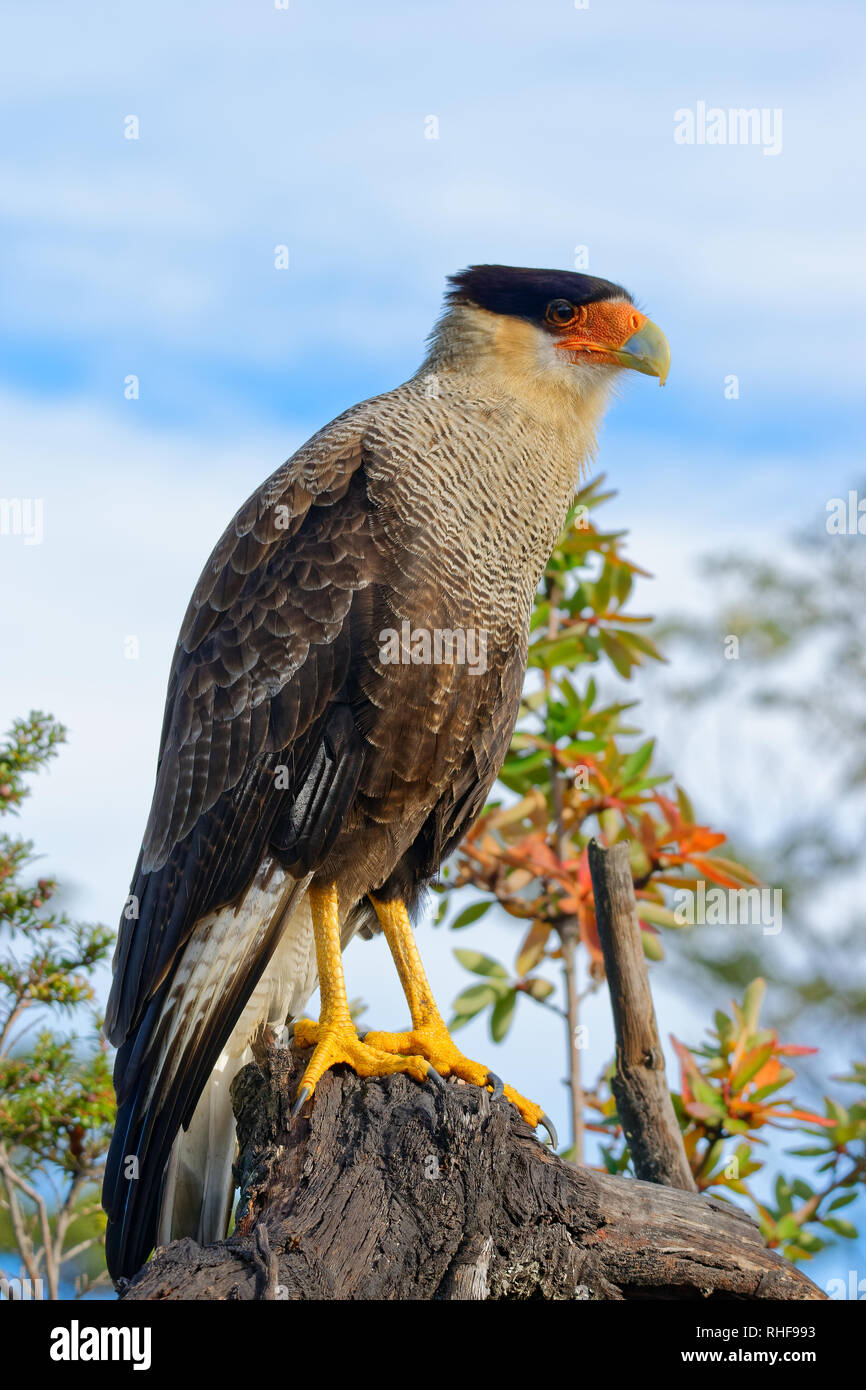 Ritratto di scavenger bird, noto come caracara, carancho o traro, nella foresta di Vicente Perez Rosales Parco Nazionale Foto Stock