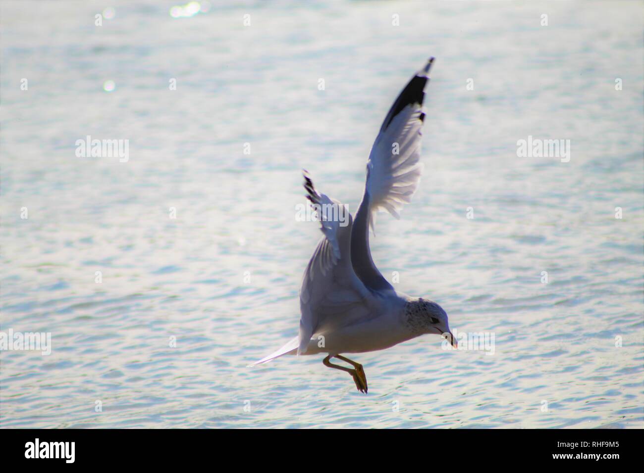 Gli uccelli sul fiume Colorado Foto Stock