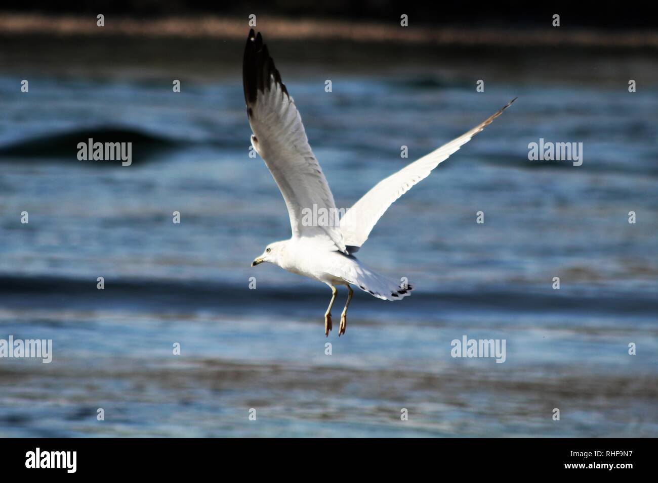 Gli uccelli sul fiume Colorado Foto Stock