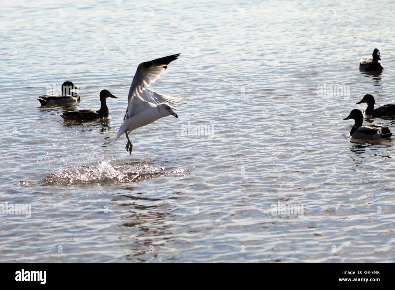 Gli uccelli sul fiume Colorado che domina le anatre Foto Stock