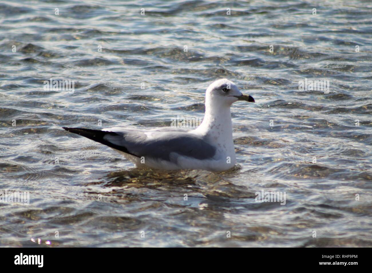 Gli uccelli sul fiume Colorado Foto Stock