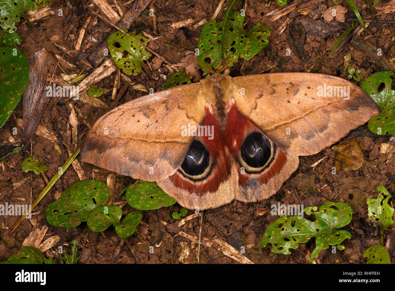 Il Perù Tarma (Automeris metzli) in appoggio sul suolo della foresta, mostrando eyespots su hindwings, Parco Nazionale del Manu, Perù, Novembre Foto Stock