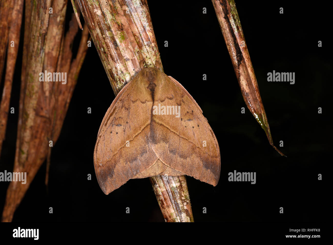 Il Perù Tarma (Automeris metzli) poggiante su foglie morte, Parco Nazionale del Manu, Perù, Novembre Foto Stock