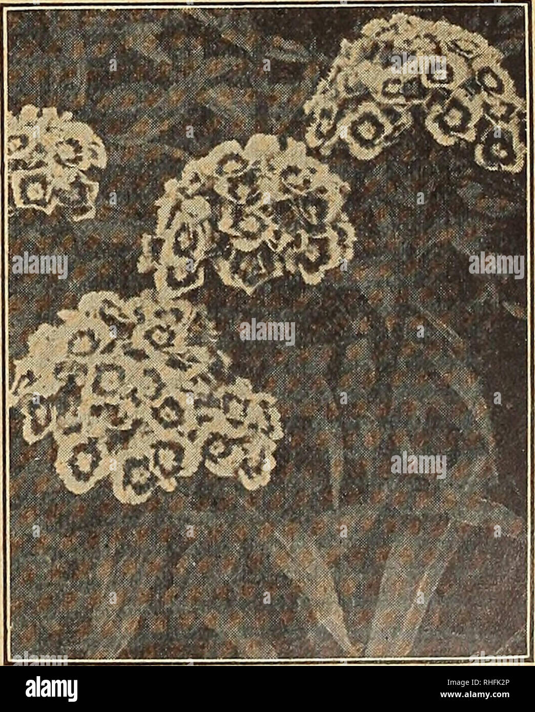 . Bolgiano di Baltimora guide giardino 1927. Semi Maryland Baltimore cataloghi; Verdure Maryland Baltimore cataloghi; Vivai (orticoltura) Maryland Baltimore cataloghi; fiori Semi cataloghi; attrezzature da giardinaggio e fornisce cataloghi; pollame le attrezzature e le forniture dei cataloghi. La SCABIOSA (lutto sposa) un bellissimo impianto ed un grande favorito con giardinieri, splendidamente adattata per letti, confini e taglio. I fiori sono pieni, soffici e squisitamente colorati e nato6 sul Lungo grazioso steli. Quando il taglio si conservano per quasi una settimana. 1700. Bianco 1703. Rose 1701. Azure fata (Azzurro) 1704. Foto Stock