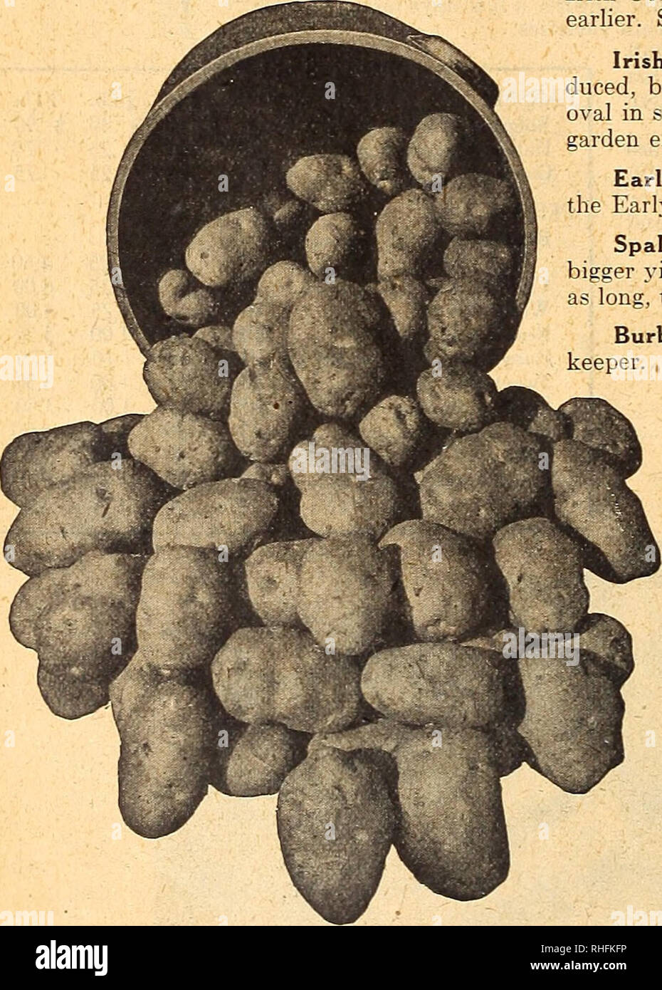 . Bolgiano di Baltimora guide giardino 1927. Semi Maryland Baltimore cataloghi; Verdure Maryland Baltimore cataloghi; Vivai (orticoltura) Maryland Baltimore cataloghi; fiori Semi cataloghi; attrezzature da giardinaggio e fornisce cataloghi; pollame le attrezzature e le forniture dei cataloghi. Bolgiano's Trust Buster cultura. Qualsiasi buona, ben drenato, fibroso loam-produrrà Patate sotto a destra le condizioni climatiche. Aprire solchi 3 piedi e oltre 3 a 4 incjies profondo. Applicare il fertilizzante ed eseguire il furrower o piccole nuovamente aratro nel solco per mescolare il fertilizzante con il terreno e di lasciare un mellow seme-letto. Th Foto Stock