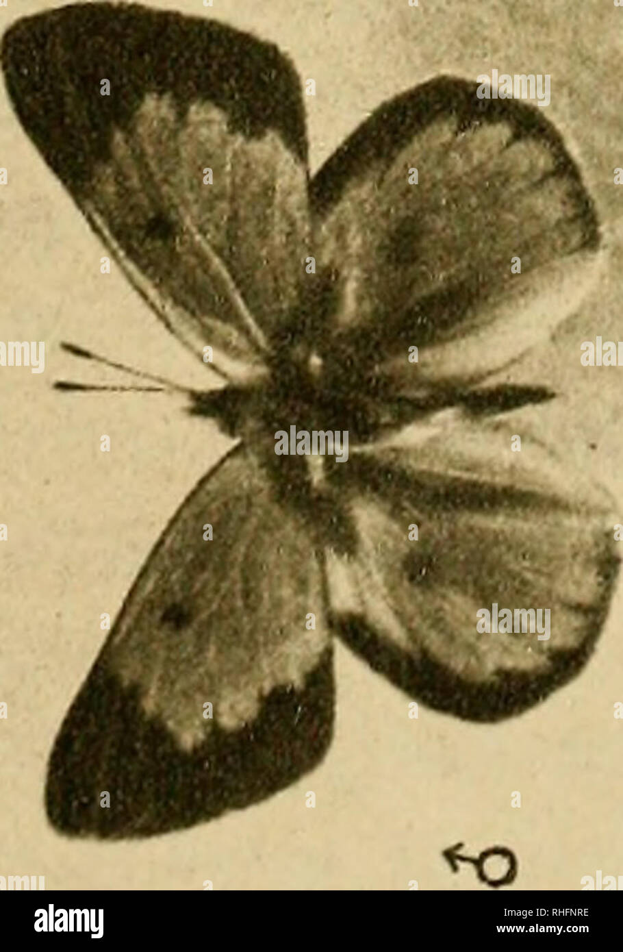 . Boletín del Museo Nacional de Chile. Storia naturale. ei. Si prega di notare che queste immagini vengono estratte dalla pagina sottoposta a scansione di immagini che possono essere state migliorate digitalmente per la leggibilità - Colorazione e aspetto di queste illustrazioni potrebbero non perfettamente assomigliano al lavoro originale. Museo Nacional de Chile. Santiago de Cile : Museo Nacional de Chile Foto Stock