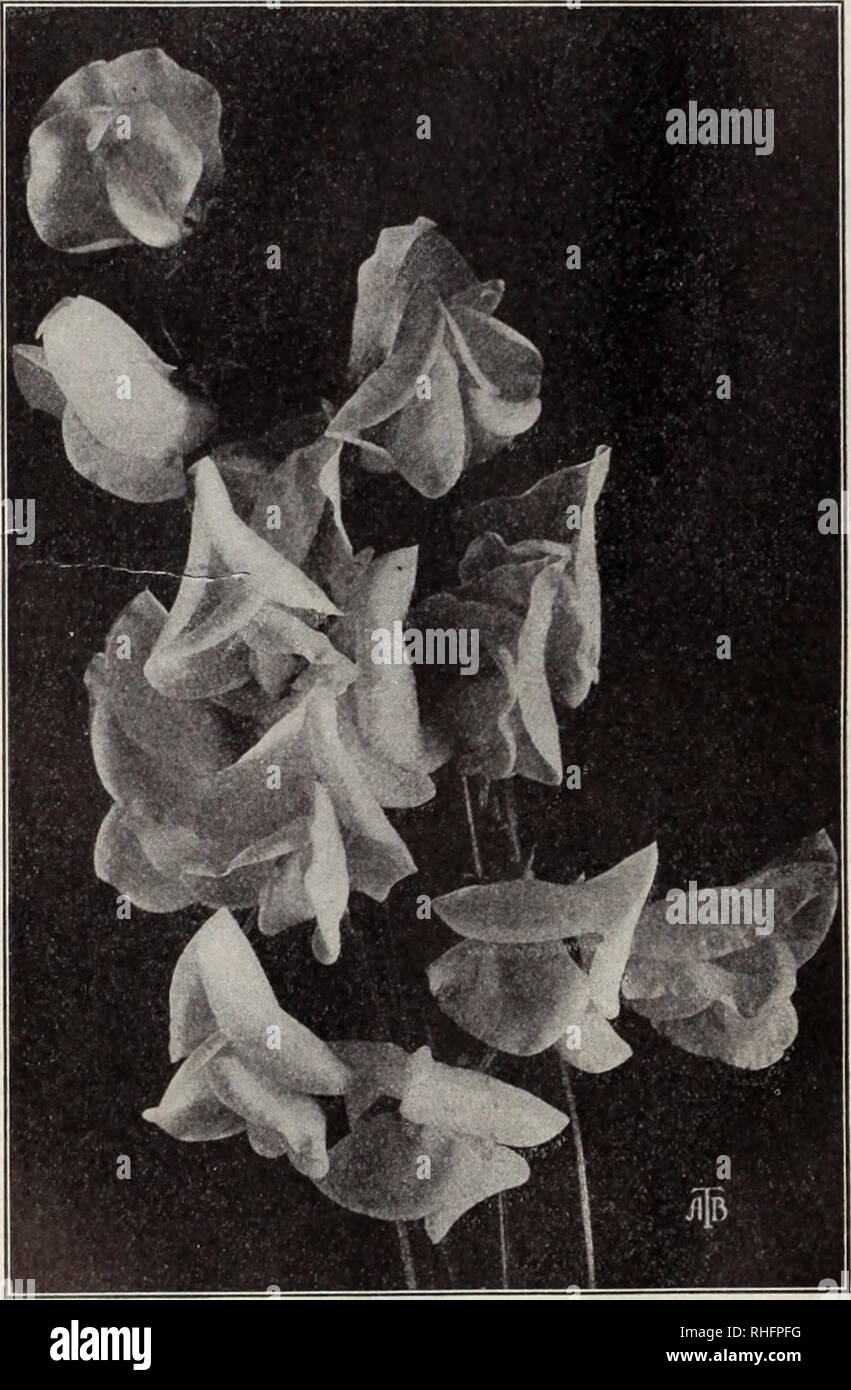 . Boddington la qualità delle lampadine, i semi e le piante / Arthur T. Boddington.. Catalogo di vivaio. 54 Arthur T.Boddington, 342 West 14th st. Nuova città Vork piselli dolci. Arancione-rosa salmone o BOLTON rosa. Arancio- o salmone, venato con ii&GT;se; di grandi dimensioni, semi-hocided forma. È molto simile al Miss Willmolt, ma si tratta di una diversa tonalità di rosa, avente un molto meno tinta arancione. Pkt. 5 cts., oz. lo cts., Jilb. 35 cts., lb. $1. ^Contessa di POWIS. (Novità.) per la squisita bellezza e delicata finitura questa bella varietà è ineguagliabile. Il colore è un arancio brillante witli soffusa luce viola, con un Foto Stock