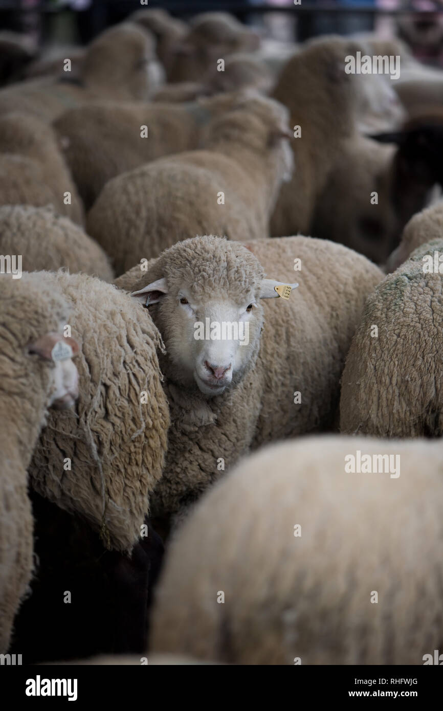 Wooly Sheep viene mostrato all'Houston Livestock Show & Rodeo in Texas Foto Stock