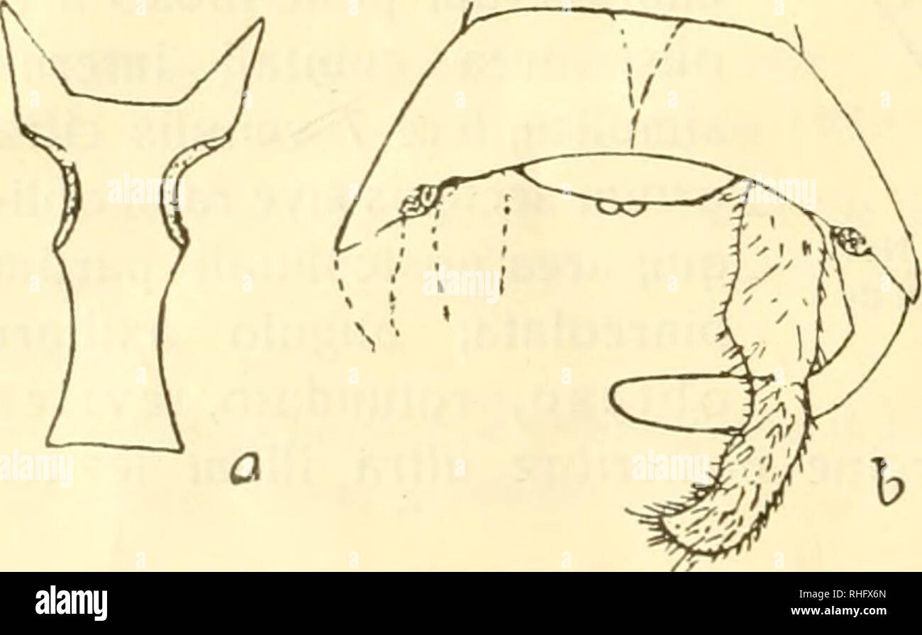 . Boletín de la Sociedad entomológica de España. Entomologia; gli insetti. 94 boletín de la sociedad (5) lungo. corp, 9 37 mm. - Al. ant. 50'5 " - - post. 46 " - antcnn. 31 " Patria. Perú: Contamana, Río Ucayali, noviembre de 1912 (Col m.). La anchura de las alas a que alude el nombre de eurypterus (del gr. zooóz ancho y "tspo'v ala) y la curvatura fuerte de los cubitos sobre todo en el ala anteriore distin- guen fácilmente esta especie de sus congéneres. MEGALÓPTEROS Familia neurómidos Nav. Raymundoi Corydalus sp. nov. (Fig. 3). Similis cephaloíí Ramb. Caput fusco-ferrugineum, totiim vermicula Foto Stock