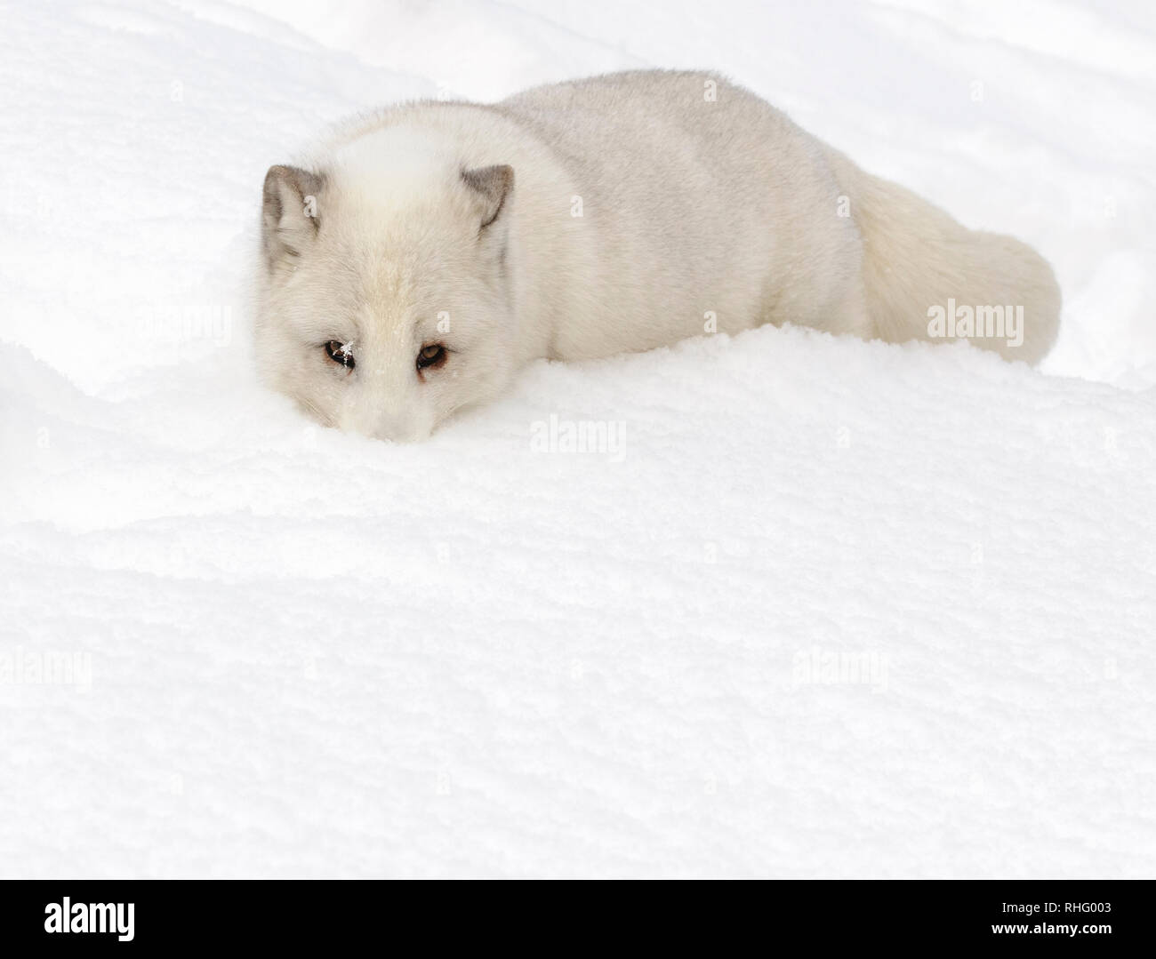 Arctic Fox con il bianco cappotto invernale in presenza di neve nel nord della Norvegia Foto Stock