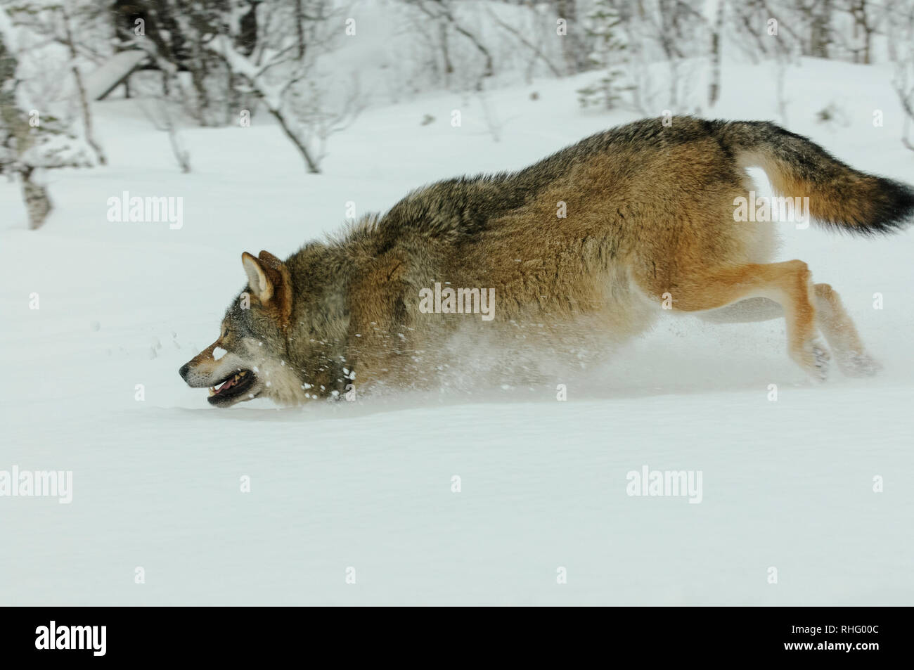 Lupo in esecuzione nella neve profonda Foto Stock