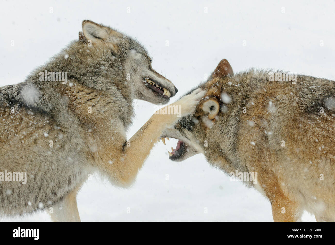 Due combattimenti lupi nella neve Foto Stock