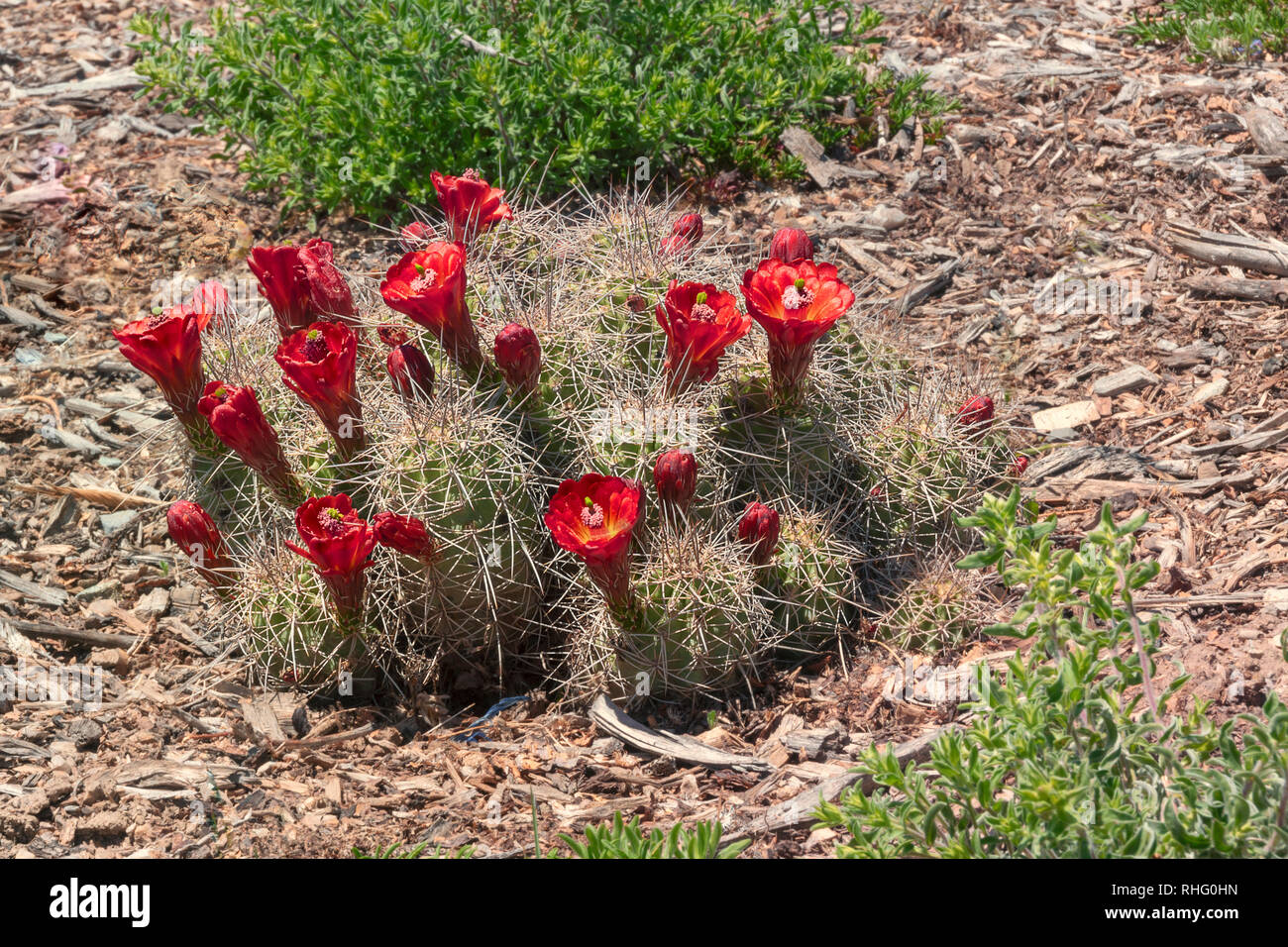 Claret Cup Cactus Hedgehog Fiori Foto Stock
