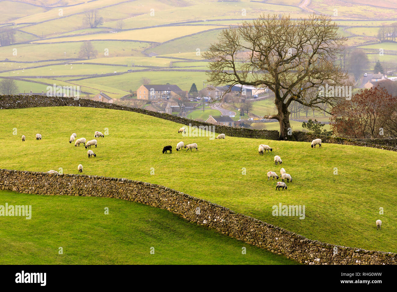 Pecore pascolano nei pressi di Hawes, Wensleydale, Yorkshire Dales National Park Foto Stock