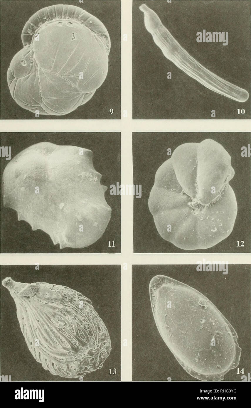 . Boletim de la Sociedad de Biología de Concepción. La Sociedad de Biología de Concepción; biologia; biologia. Bol. Soc. Biol. Concepción, Cile. Tomo 70, 1999. Fjguras 9-14. Fig. 9 Cassidulina delicata x 192, vista cordone ombelicale. Fig. 10. Dentalina consobrina emaciata x 24, vista laterale. Fig. 11. Ehrenbergina hystrixglabra x 136, vista cordone ombelicale. Fig. 12. Eponides tumidulus x 200, vista cordone ombelicale. Fig. 13 Fissurina formosa var. comata x 136, vista laterale. LA fig.lA Fissurina palliolata x 220, vista laterale. 31. Si prega di notare che queste immagini vengono estratte dalla pagina sottoposta a scansione di immagini che possono essere state dig Foto Stock