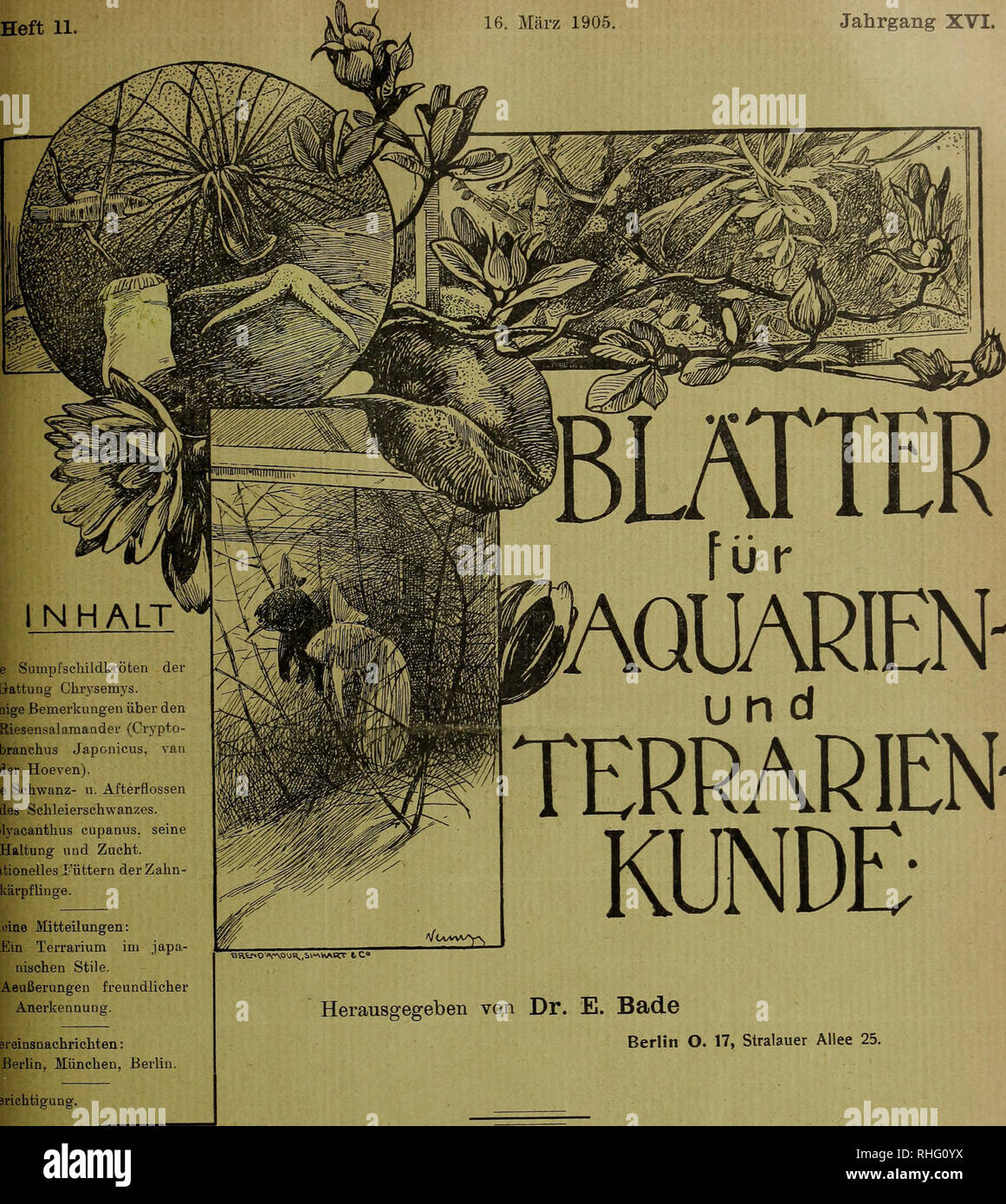 . Blätter für Aquarien- und Terrarien-Kunde. *** Heft 11 16. März 1905. Jahrgang XVI.. INHALT Die Sumpfschildkröten der Gattung Chrysemys. Einige Bemerkungen über den Riesensalamaader (Crypto- branchus Japonicus, van der Hoeven). Die Schwanz- u. Afterflossen des Schleierschwanzes. Polyacanthus cupanus. seine Haltung und Zucht. Rationelles rüttern der Zahn- "rpflinge. Kliüne Mitteilungen: Ein terrario japa im- nischen Stile. Aeußerungen freundlicher Anerkennung. VlvwwYv, TERRARIEN KUNDE- Vereinsnachrichten: Berlino. Monaco di Baviera, Berlino Herausgegeben von Dr. E. Bade Berlin O. 17, Stralauer Allee 25. Ber Foto Stock