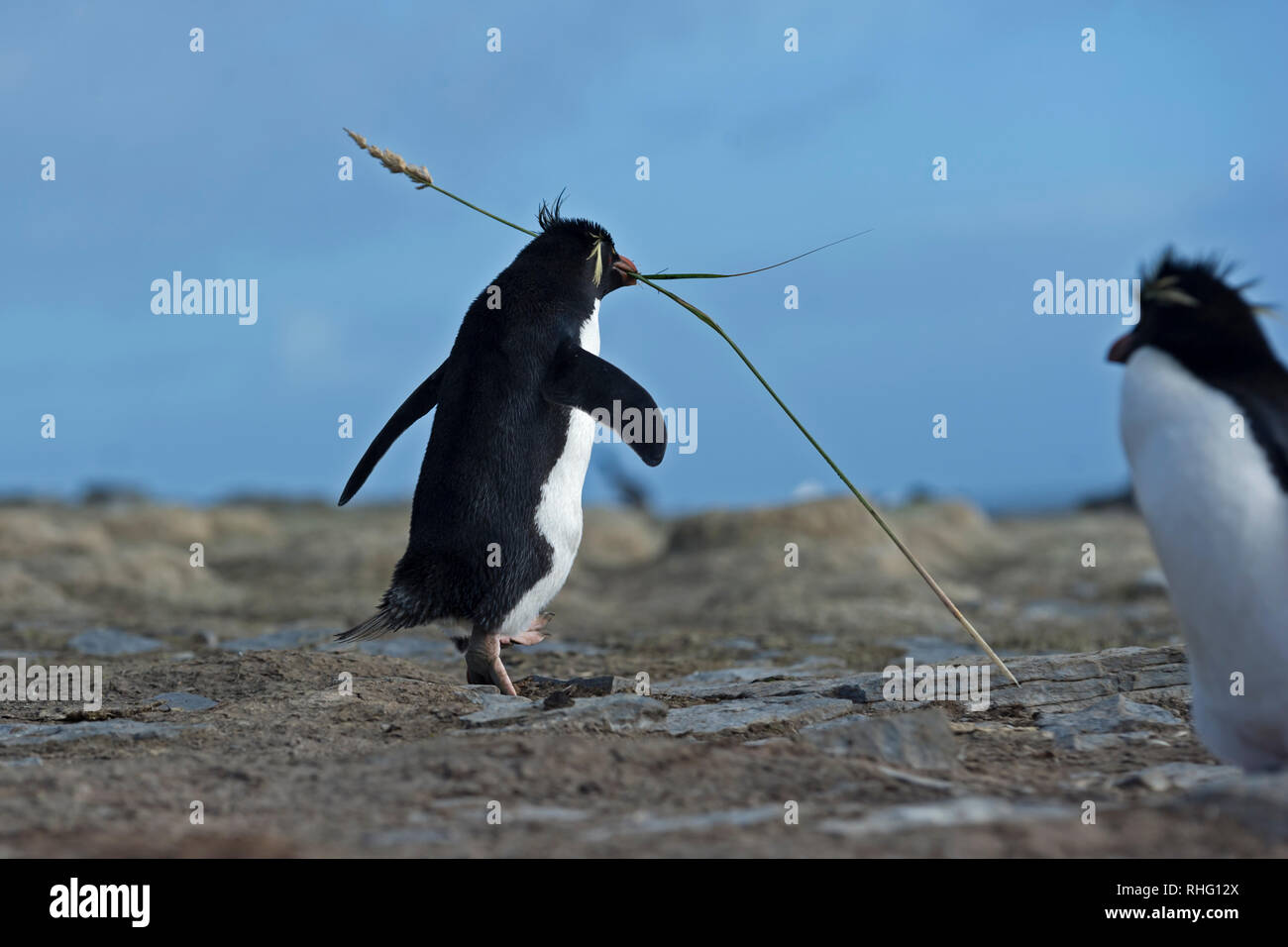 Pinguino saltaroccia eudyptes chrysocome camminando attraverso le rocce di contenimento di materiale di nidificazione nel becco più deprimente Island Isole Falkland Foto Stock