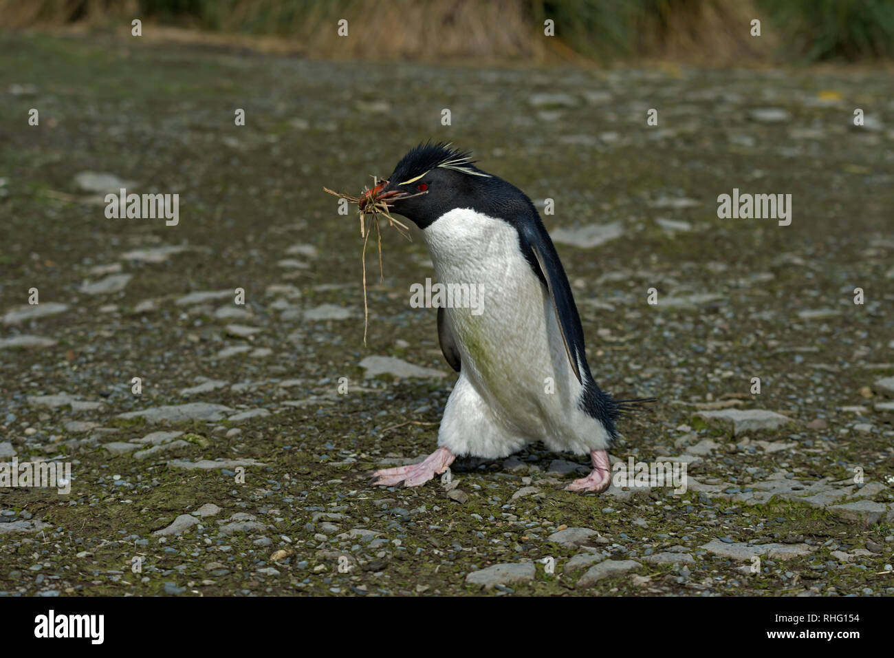 Pinguino saltaroccia eudyptes chrysocome camminando attraverso le rocce di contenimento di materiale di nidificazione nel becco più deprimente Island Isole Falkland Foto Stock