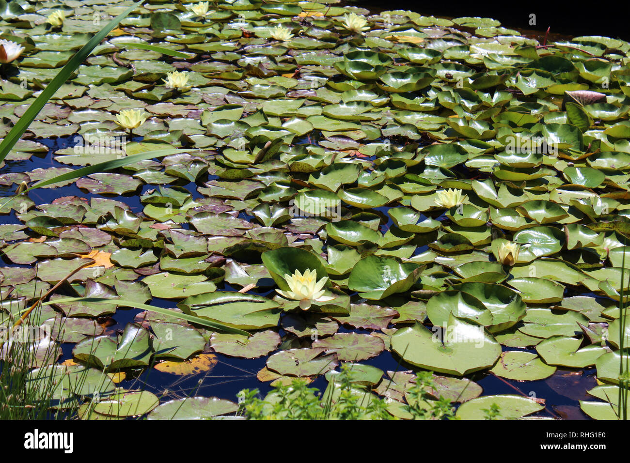 Un stagno coperto con il bianco e il giallo ninfee e le loro ninfee e orlata di vegetazione in Cantigny Park di Wheaton, Illinois, Stati Uniti d'America Foto Stock