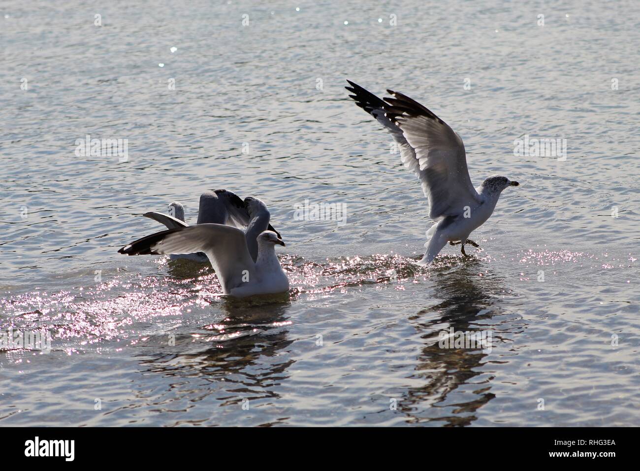Gli uccelli sul fiume Colorado Foto Stock