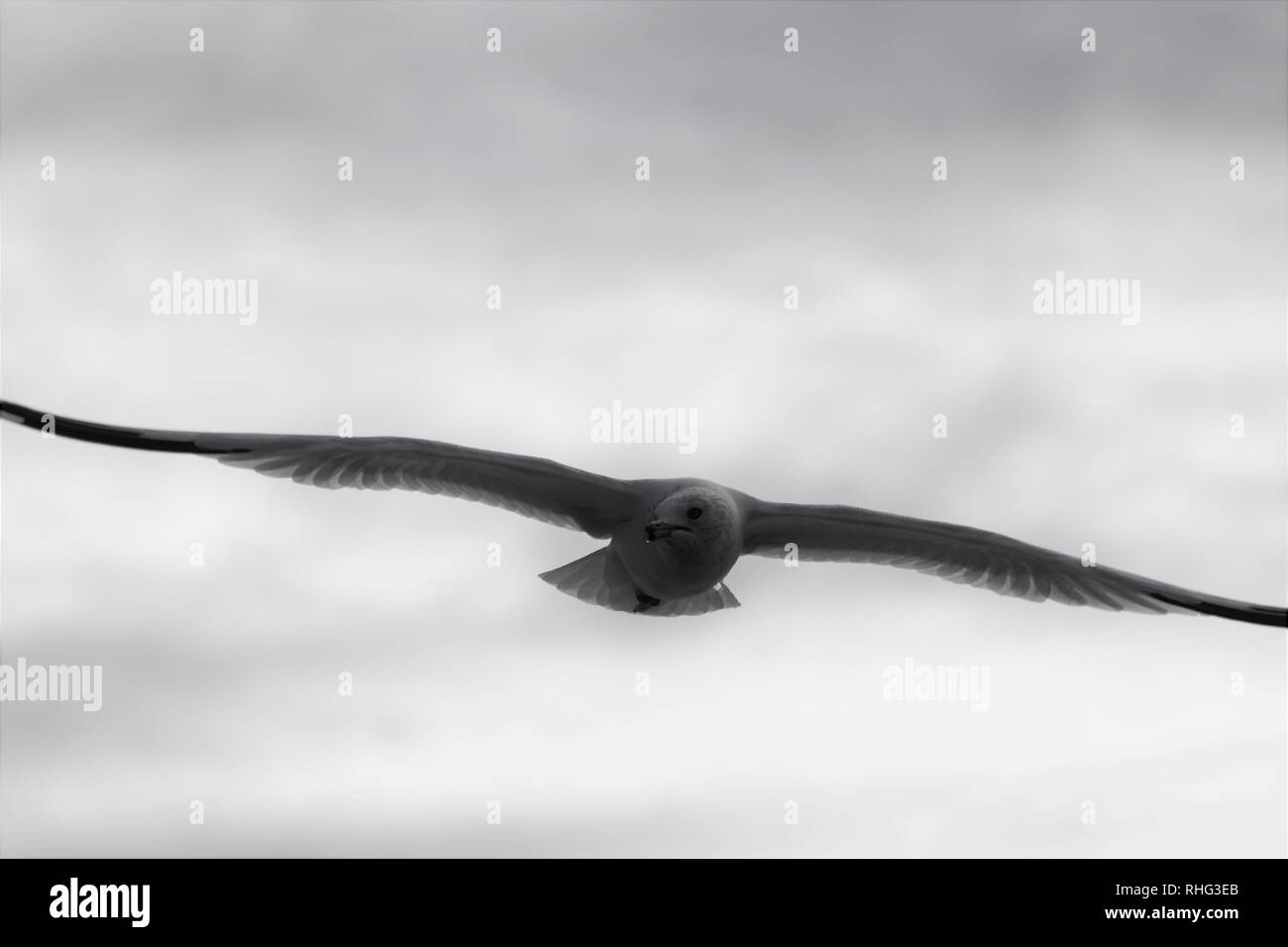 Aringa Gabbiano sul fiume Colorado volare alto con apertura alare estesa Foto Stock
