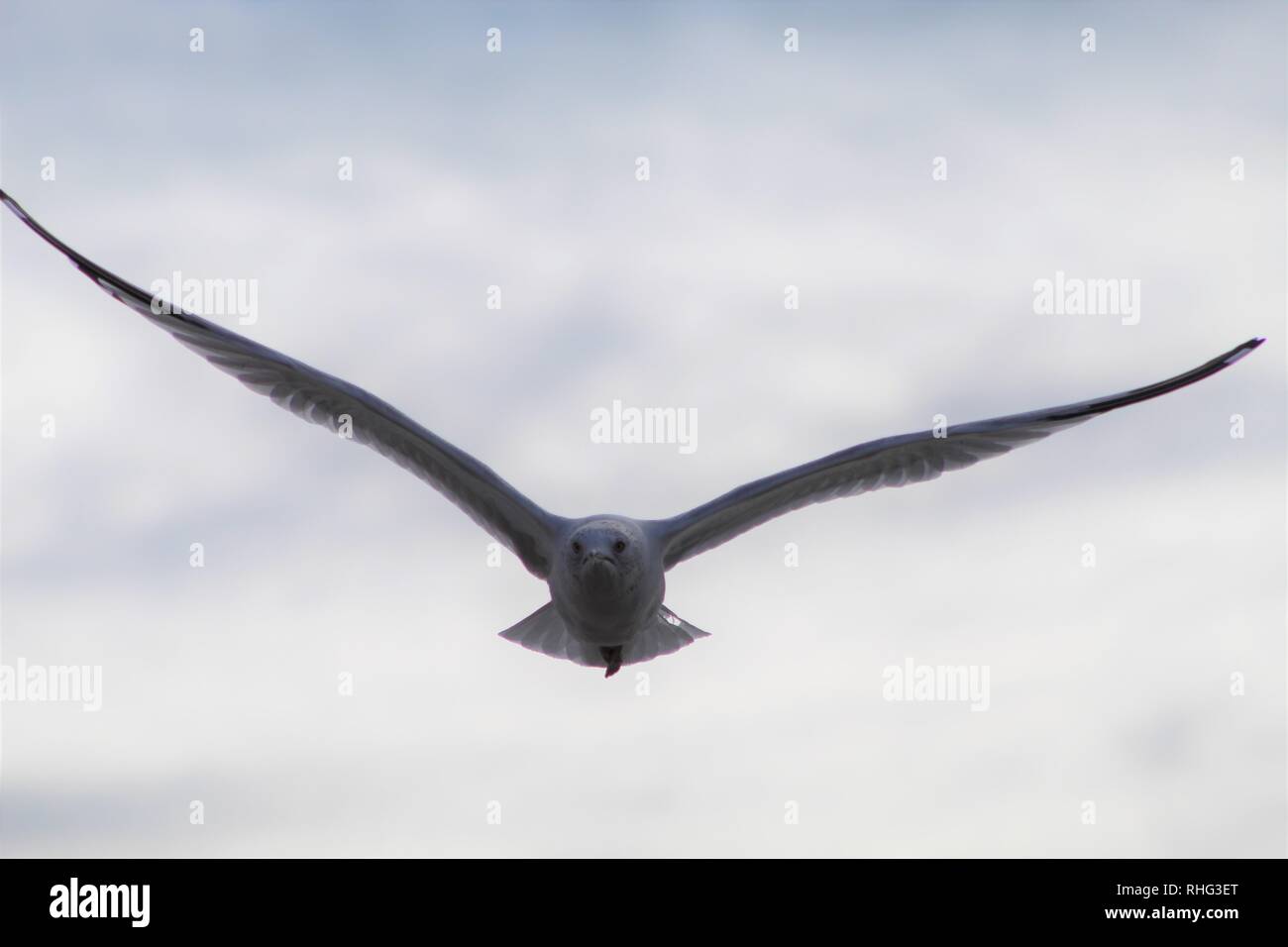 Aringa Gabbiano sul fiume Colorado volare alto con apertura alare estesa Foto Stock