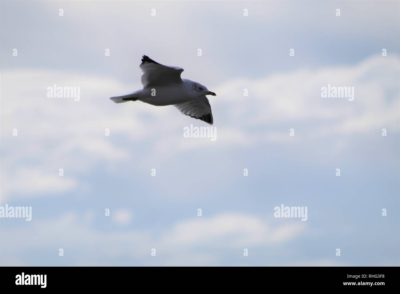 Gli uccelli sul fiume Colorado Foto Stock