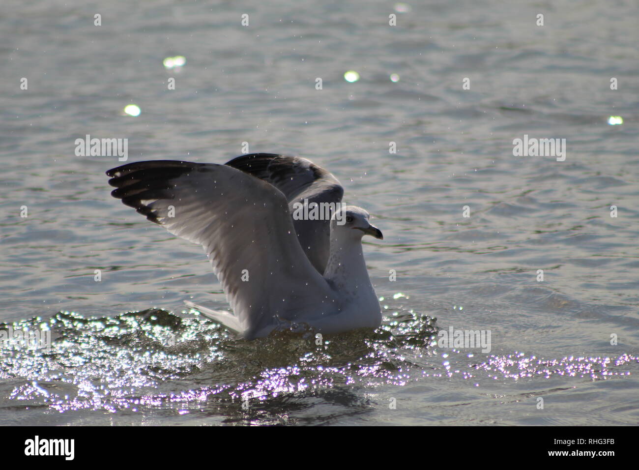 Gli uccelli sul fiume Colorado Foto Stock