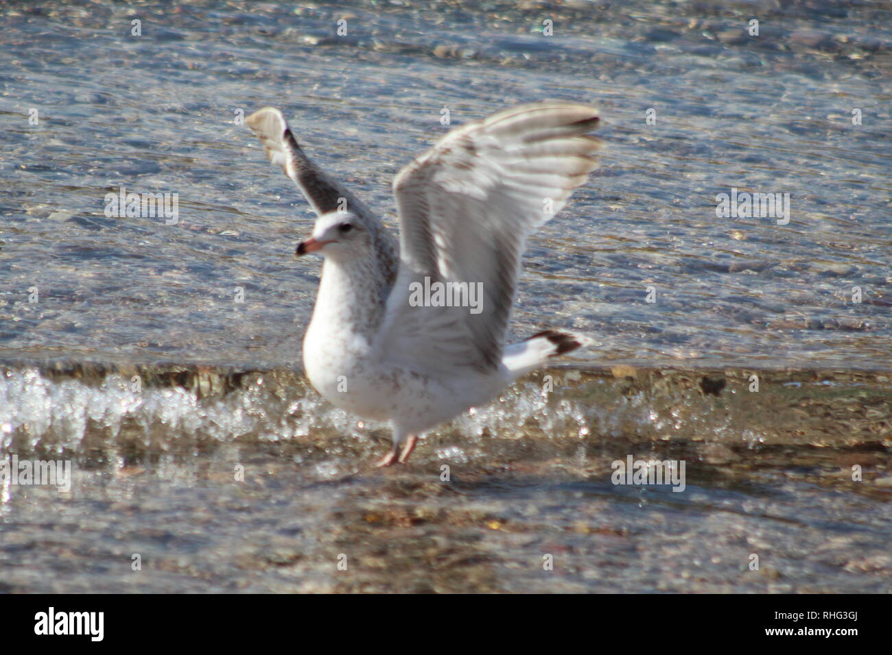 Gli uccelli sul fiume Colorado Foto Stock