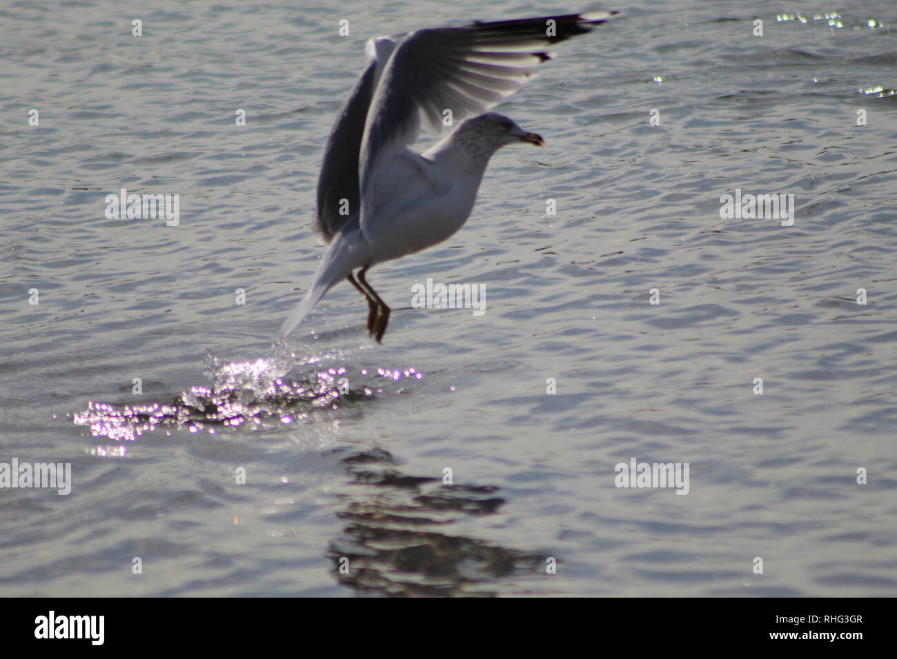 Gli uccelli sul fiume Colorado Foto Stock