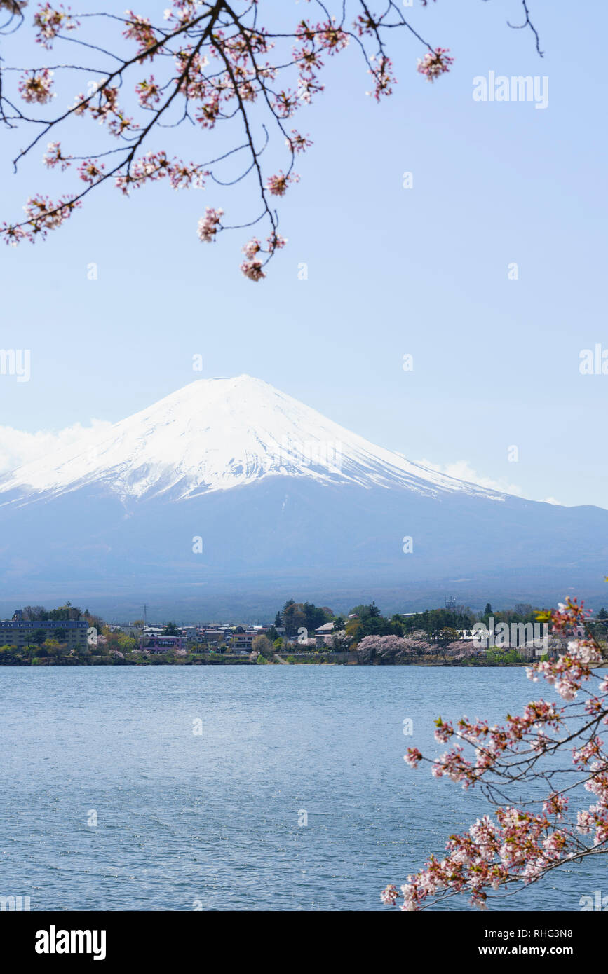 Il monte Fuji incorniciate da fiori di ciliegio alberi, Giappone Foto Stock