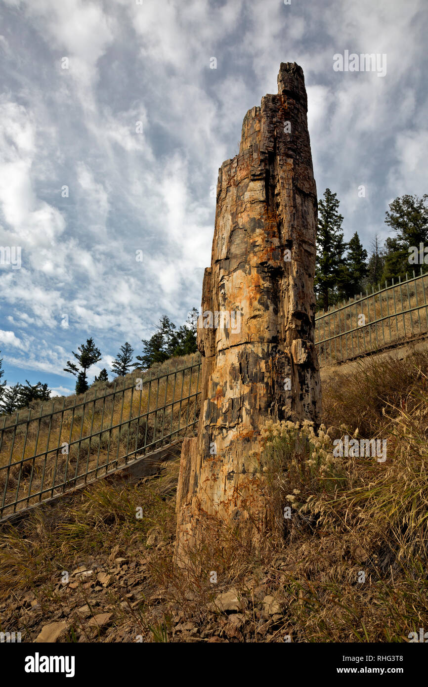 WY03124-00...WYOMING - il Petrified Tree è una popolare attrazione nel Parco Nazionale di Yellowstone. Foto Stock