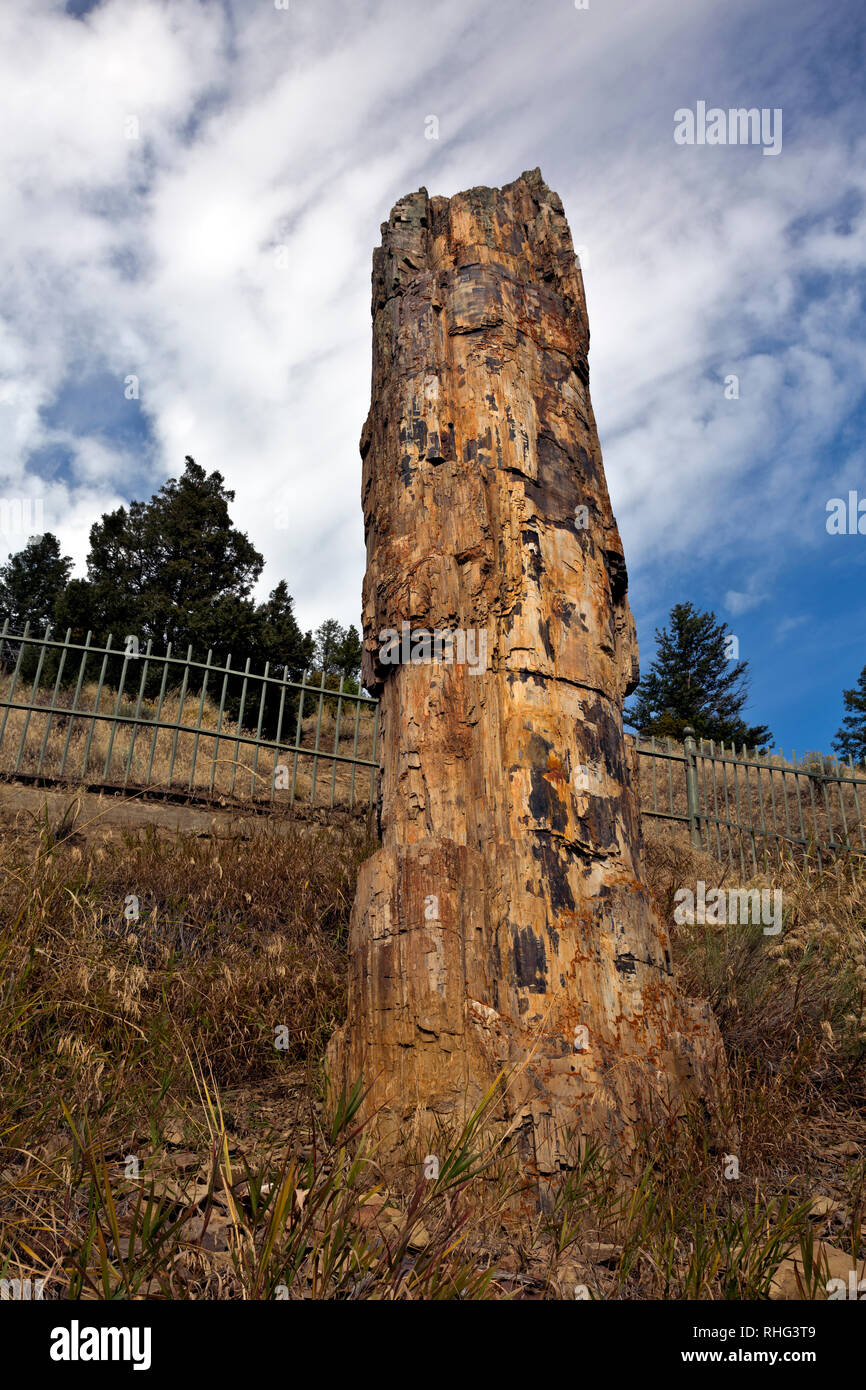 WY03126-00...WYOMING - il Petrified Tree è una popolare attrazione nel Parco Nazionale di Yellowstone. Foto Stock