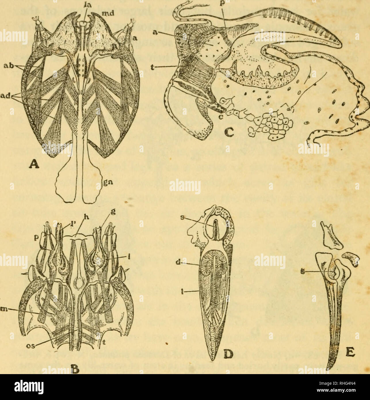 . La biologia degli insetti. Insetti -- Biologia. 276 LA BIOLOGIA DEGLI INSETTI American D. palmata, larve di che scendono verso il basso e alimentazione sulla metropolitana i gambi e le radici dell'acqua-LILY (Fig. 68). Le uova di altre specie sono previste. Fig. 69.-i dettagli strutturali della larva di Donacia. Una testa, dissezionati da sotto : un tastatore, ; md, mandibola ; ab, annuncio, il suo rapitore e muscoli adduttori; la, labrum; gn, suboesophageal ganglio, X 70. B, anteriore della testa dissezionati da sopra : p, palp della mascella; g, galea ; /, base e /', punto di lacinia ; m, lacinial muscolo; h, ipofaringe ; 0^, gola, X Foto Stock