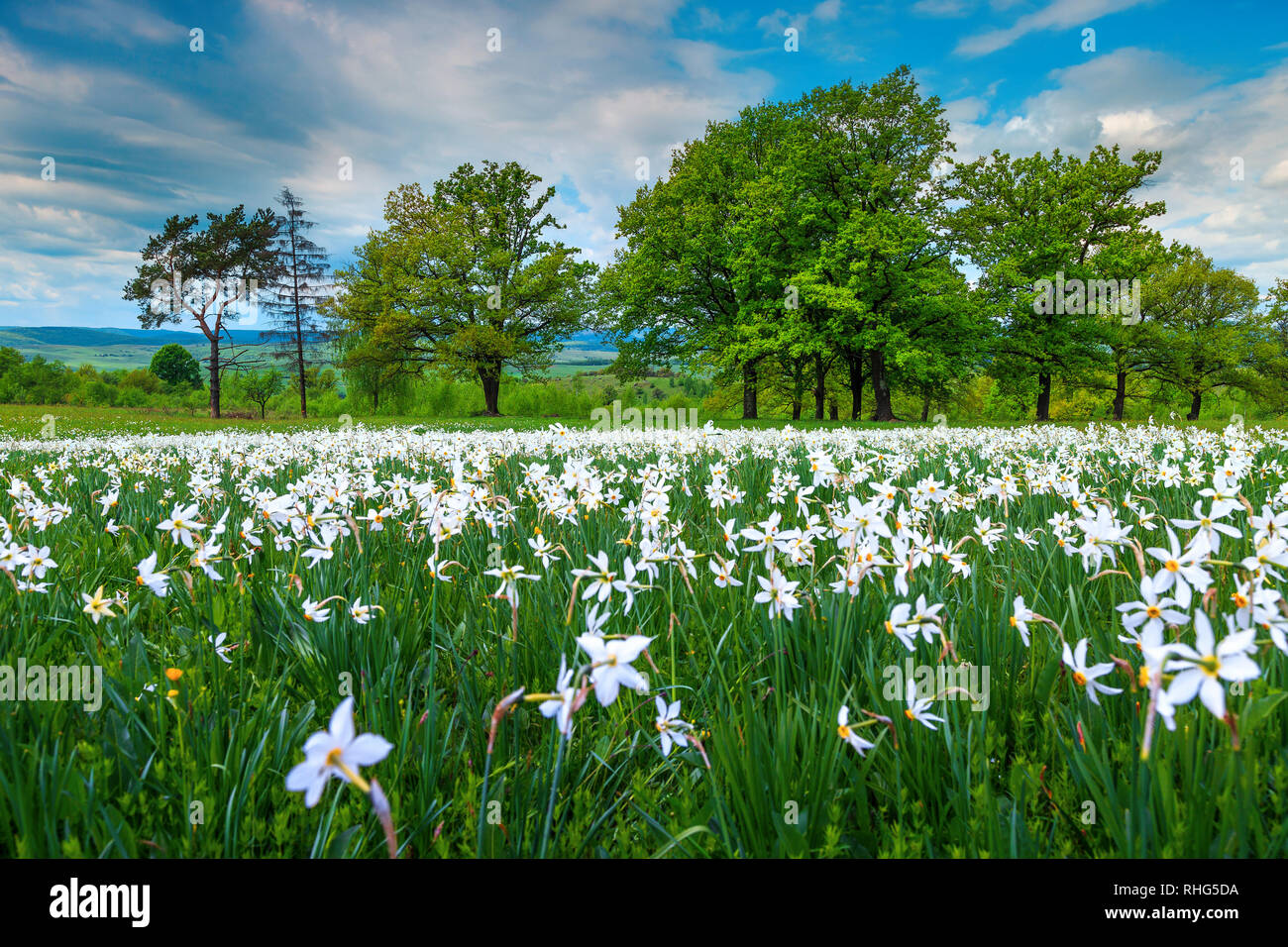 Ammirevole campo primaverile con il daffodils bianco su un meraviglioso giorno nuvoloso, paesaggio della Transilvania, Romania, Europa Foto Stock